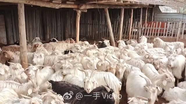 雪豹潜入羊圈吃饱喝足赖着不走 羊都 看傻 了 手机新浪网