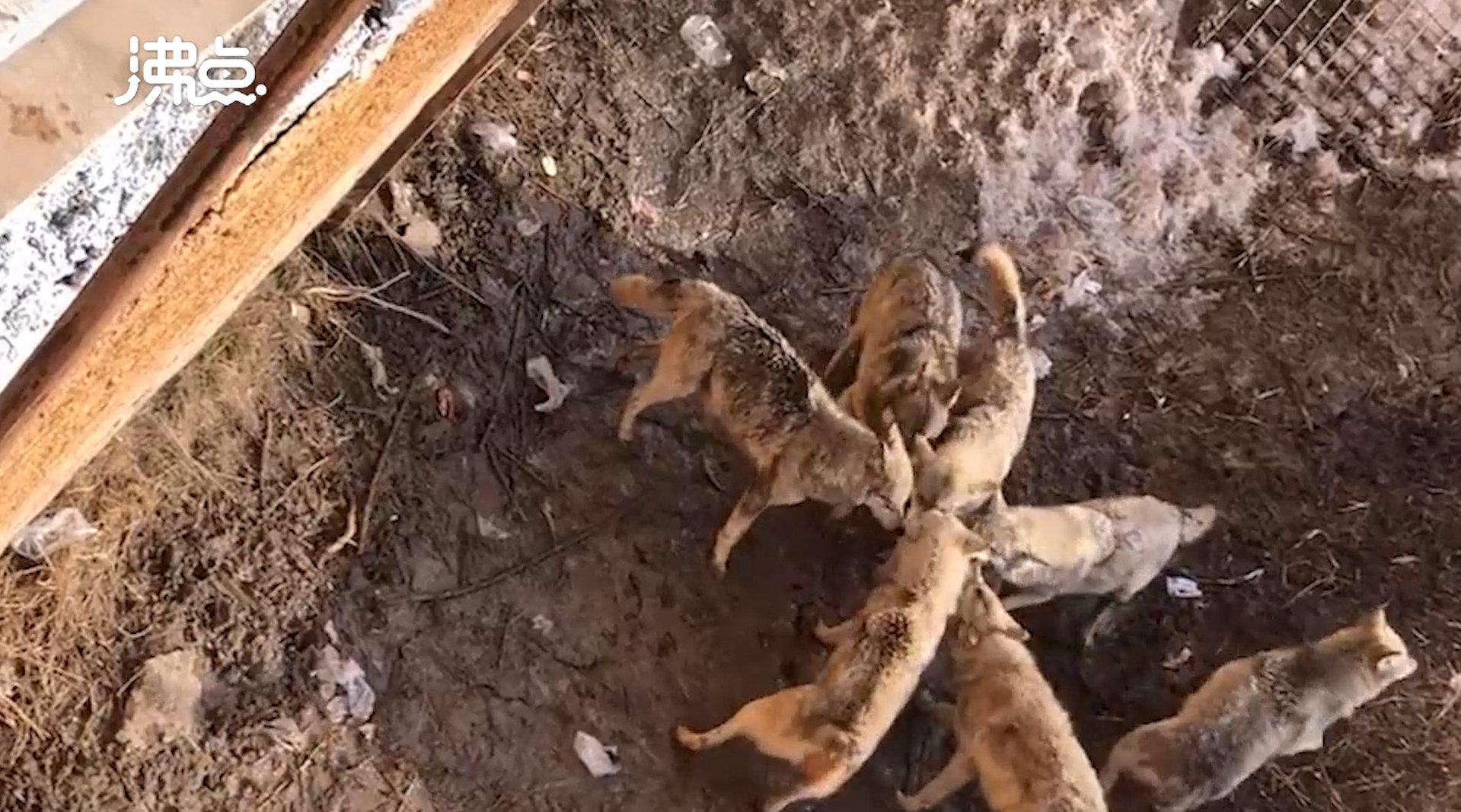 泰迪被主人失手掉下狼窝遭撕咬致死 目击者:可能是主人想抱它看狼