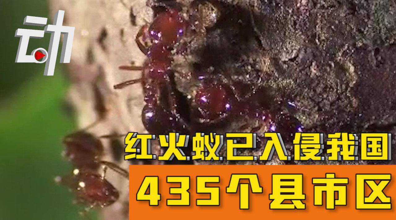 红火蚁已入侵我国435个县市区：红火蚁有多危险？