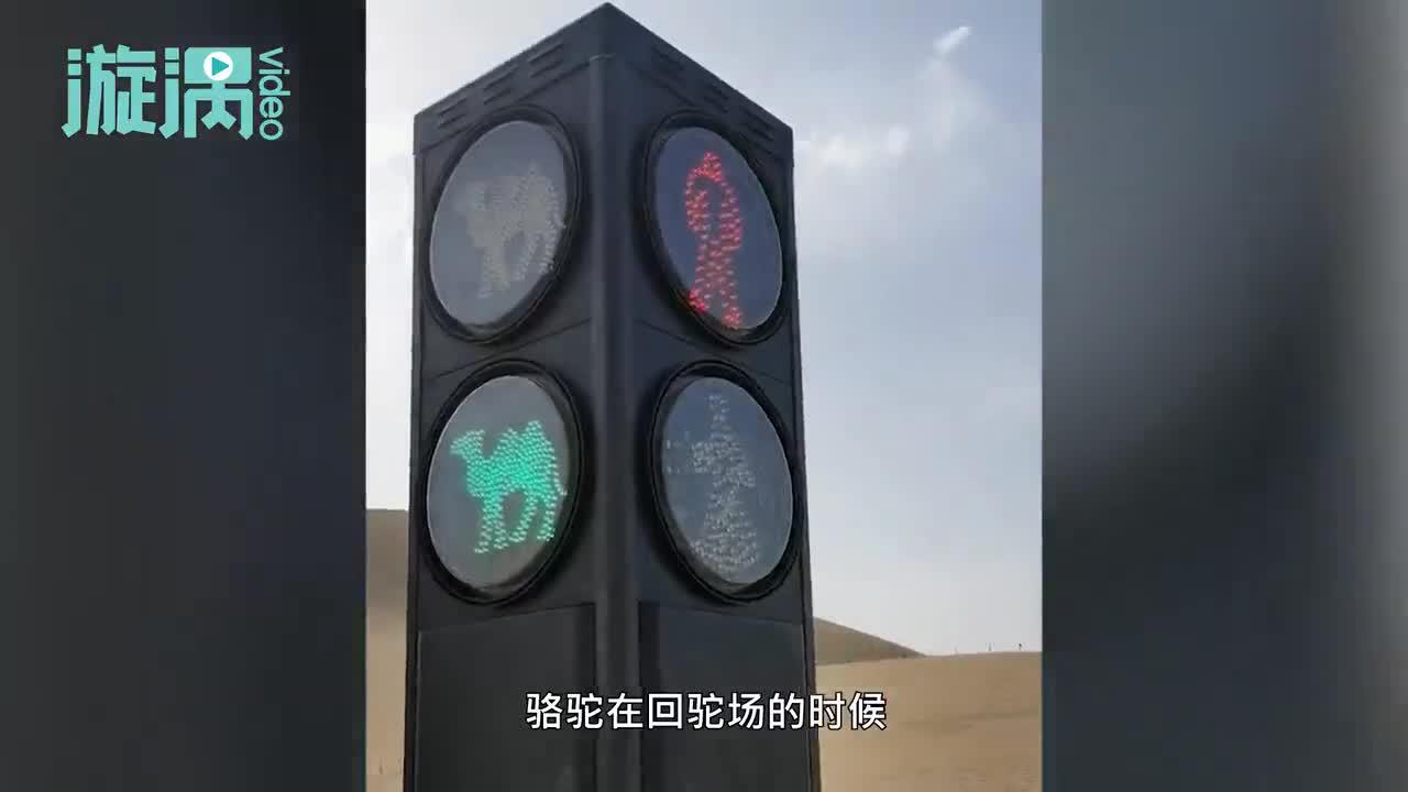 景区设骆驼红绿灯,景区:骆驼绿灯骆驼走,人绿灯人走