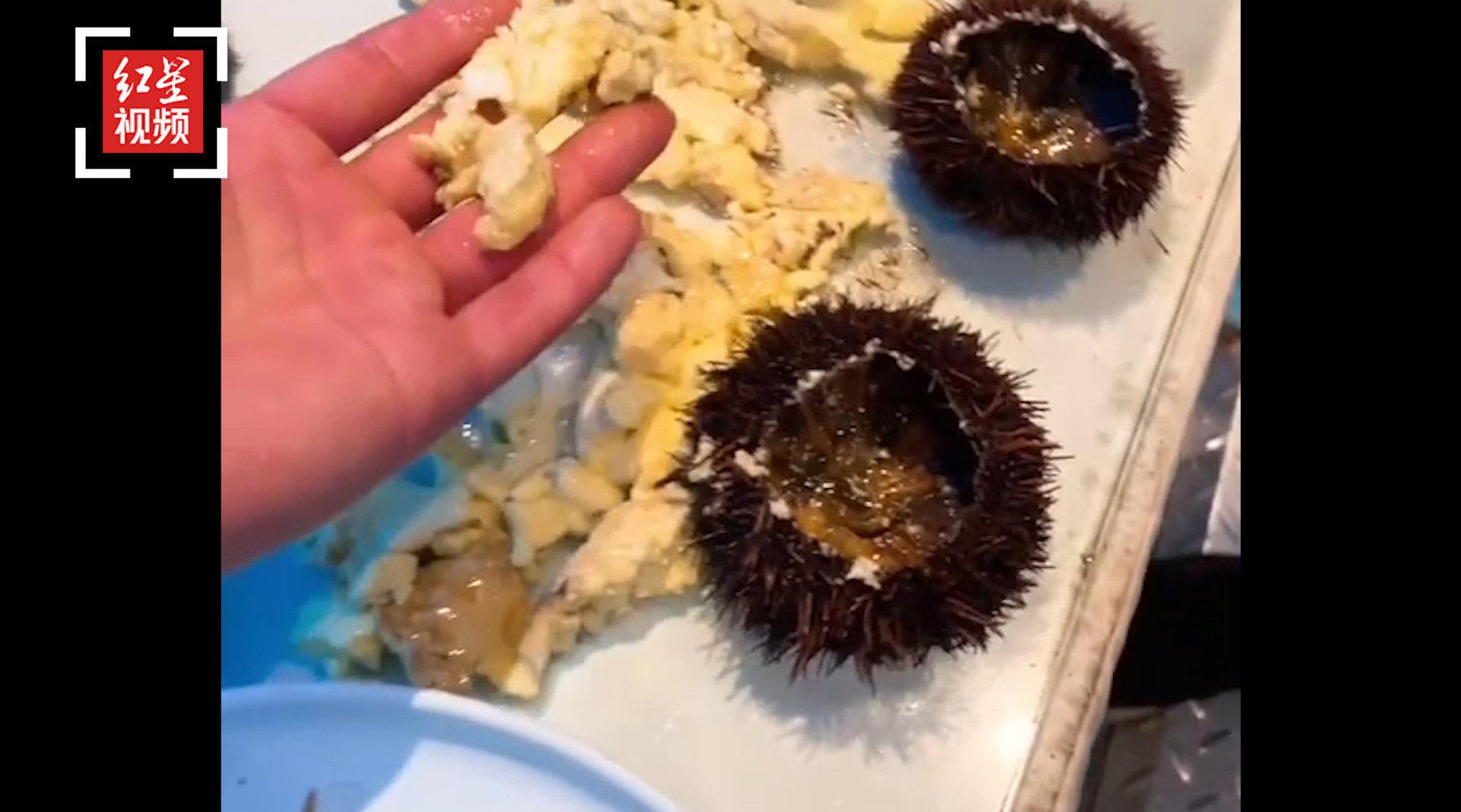 三亚"海胆蒸蛋事件"当事人发道歉视频后又删除:是向社会道歉,而不是