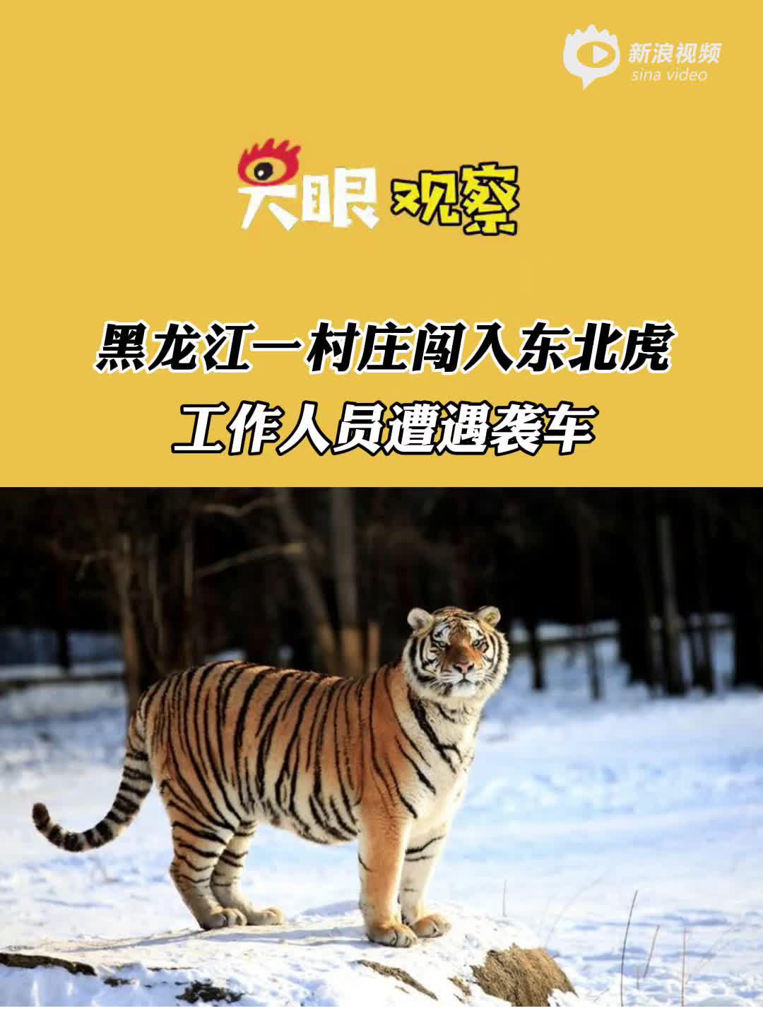 视频| 黑龙江一野生东北虎进村 工作人员遭遇袭车