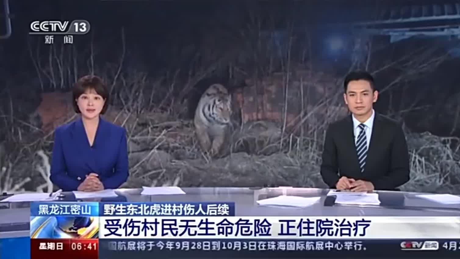 野生东北虎进村伤人后续:受伤村民无生命危险 正住院治疗