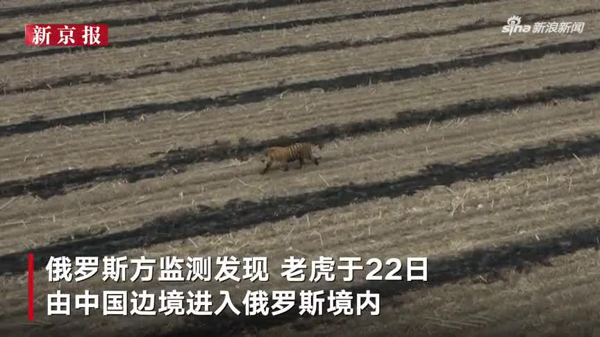 我国首次野外救护东北虎初获成功 90秒回顾“老虎进村”始末