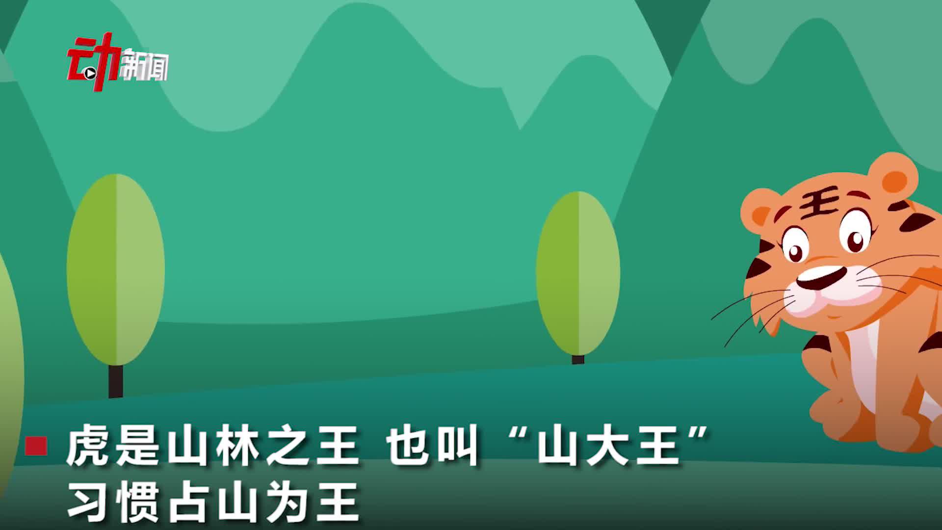 “闯村伤人老虎”为啥叫完达山1号？ 专家：发现地为完达山区域