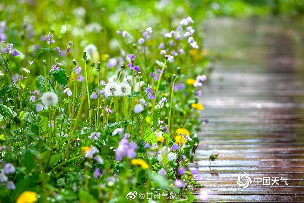 蒲公英二月兰汇聚成花海带你感受北京郊野公园的浪漫之美 手机新浪网 蒲公英二月兰汇聚成花海带你感受北京郊野公园的浪漫之美 手机新浪网