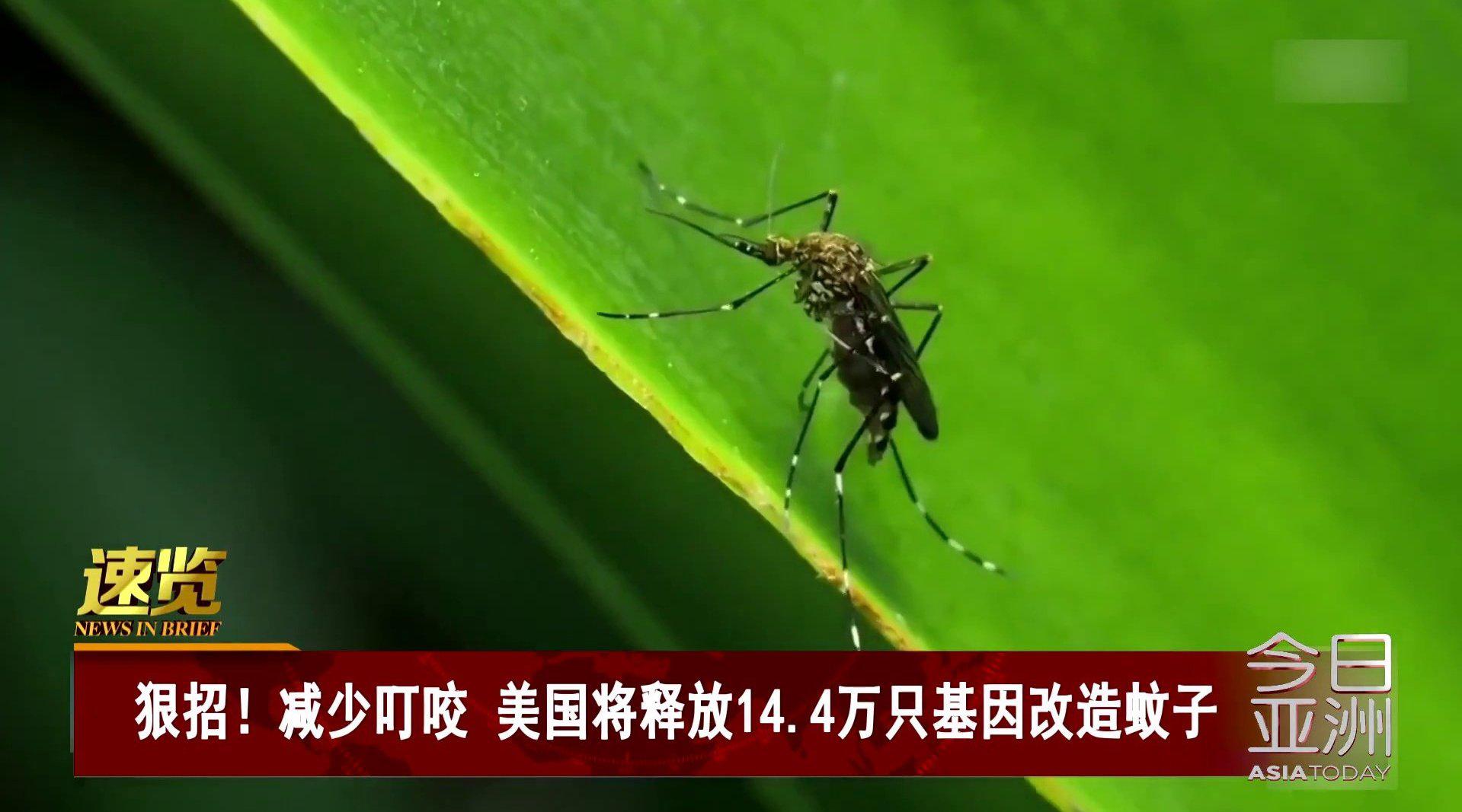 科学好故事携带致命病毒的异乡客:阻击蚊子防止下一场流行病蚊子伊