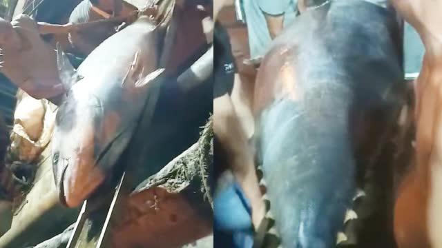 海南一渔船捞起近700斤蓝鳍金枪鱼 刚靠岸就被人10万元买走