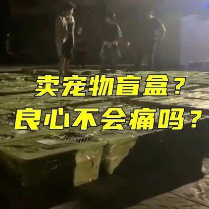 执法人员回应成都市区"宠物盲盒"事件,称已经在调查_手机新浪网