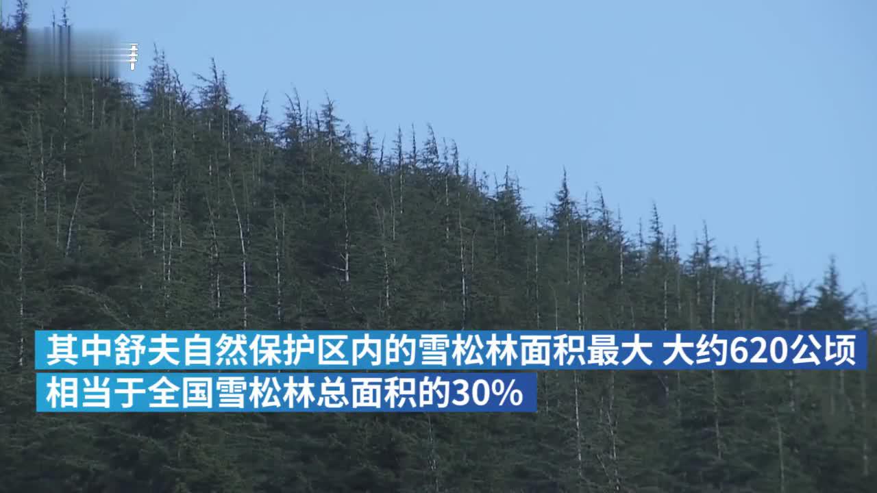 遭遇气候变化人为破坏，黎巴嫩国树雪松生存受威胁
