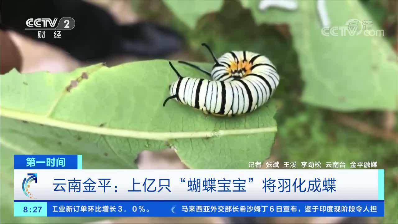 第一时间 云南金平 上亿只 蝴蝶宝宝 将羽化成蝶 手机新浪网 第一时间 云南金平 上亿只 蝴蝶宝宝 将羽化成蝶 手机新浪网