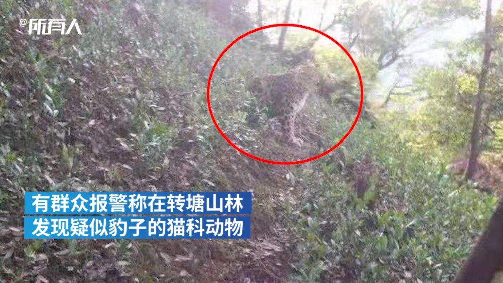 杭州出现的野生动物确认为豹子目击者还原杭州发现豹子经过警方正大力
