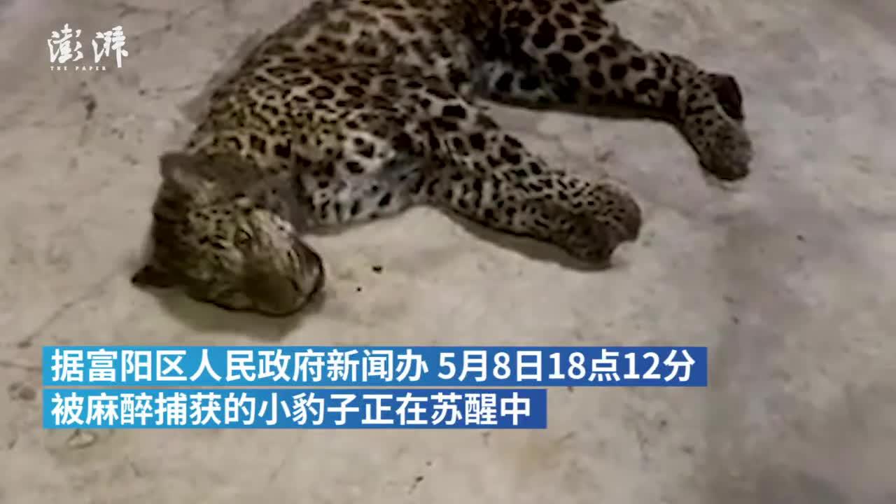 麻醉被捕获的第二只金钱豹已回到动物园，逐渐苏醒