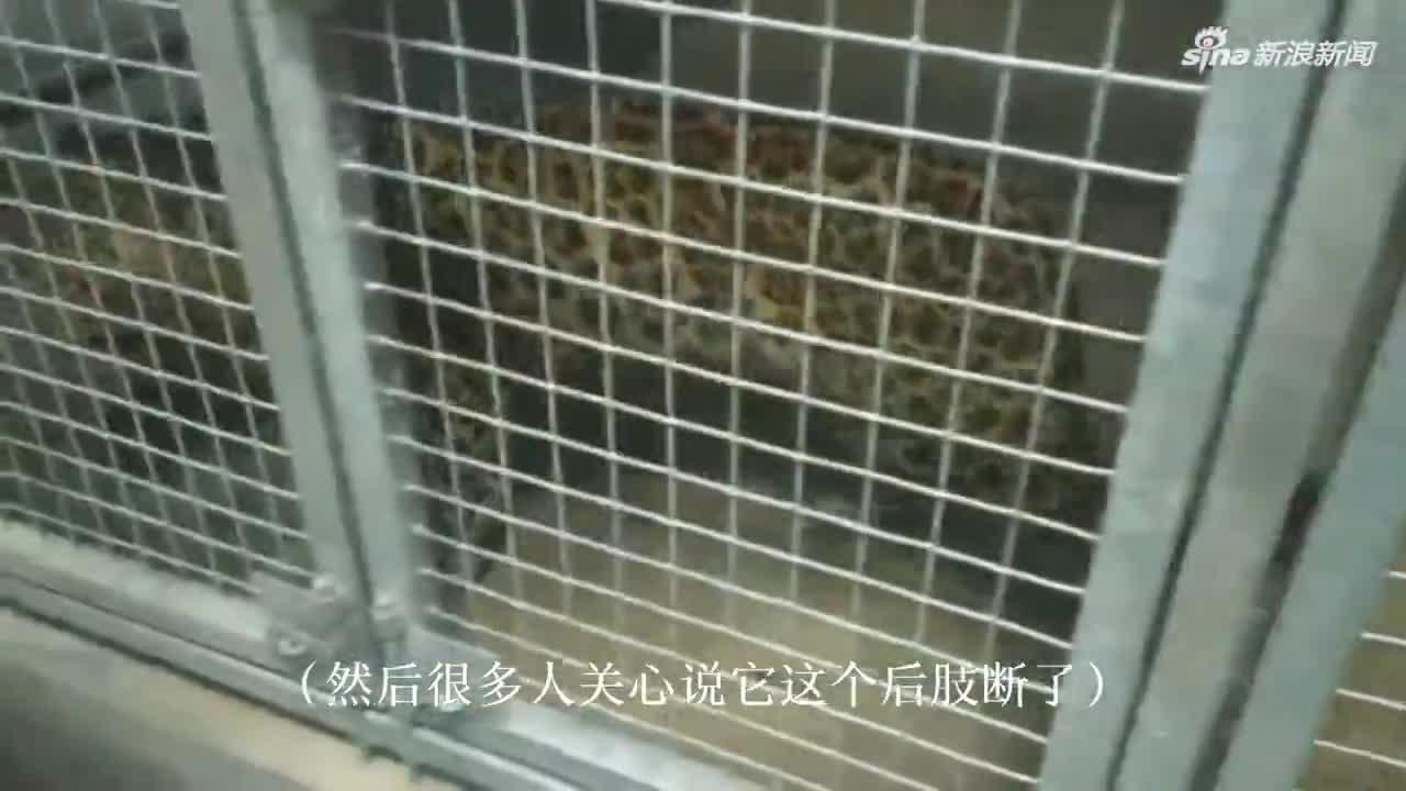 专家诊断：第二只金钱豹后肢脚趾有外伤