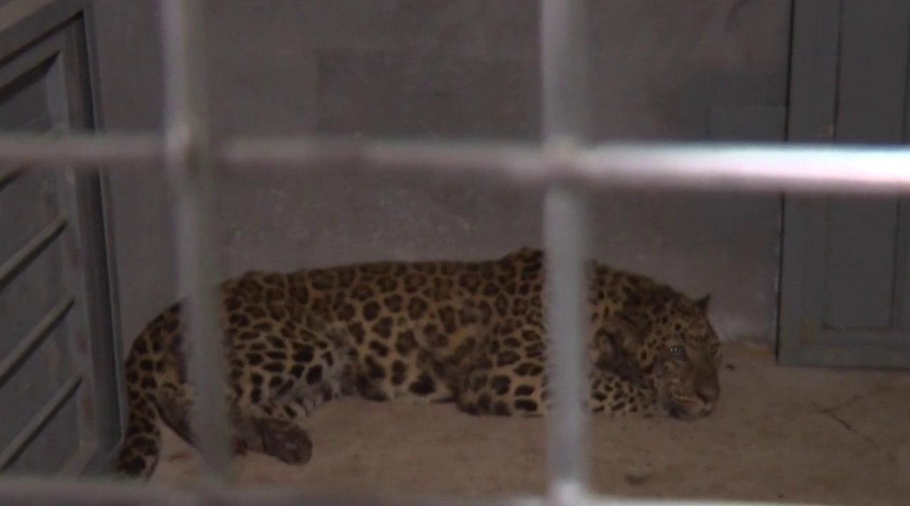 金钱豹外逃事件5人被采取刑事强制措施