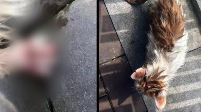 四川宜宾商场卫生间发现被虐待小猫凶器疑为修眉刀 手机新浪网