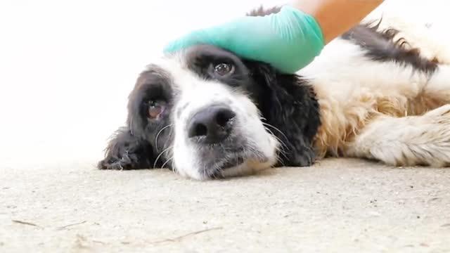 汶川地震唯一在世搜救犬冰潔14歲了:相當人類90多歲,曾勇救13人_手機