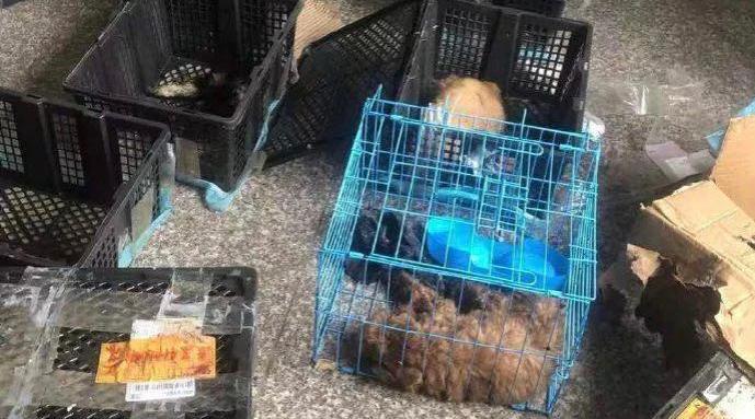 中通回应苏州一快递站再现宠物盲盒：系违规寄递被退回
