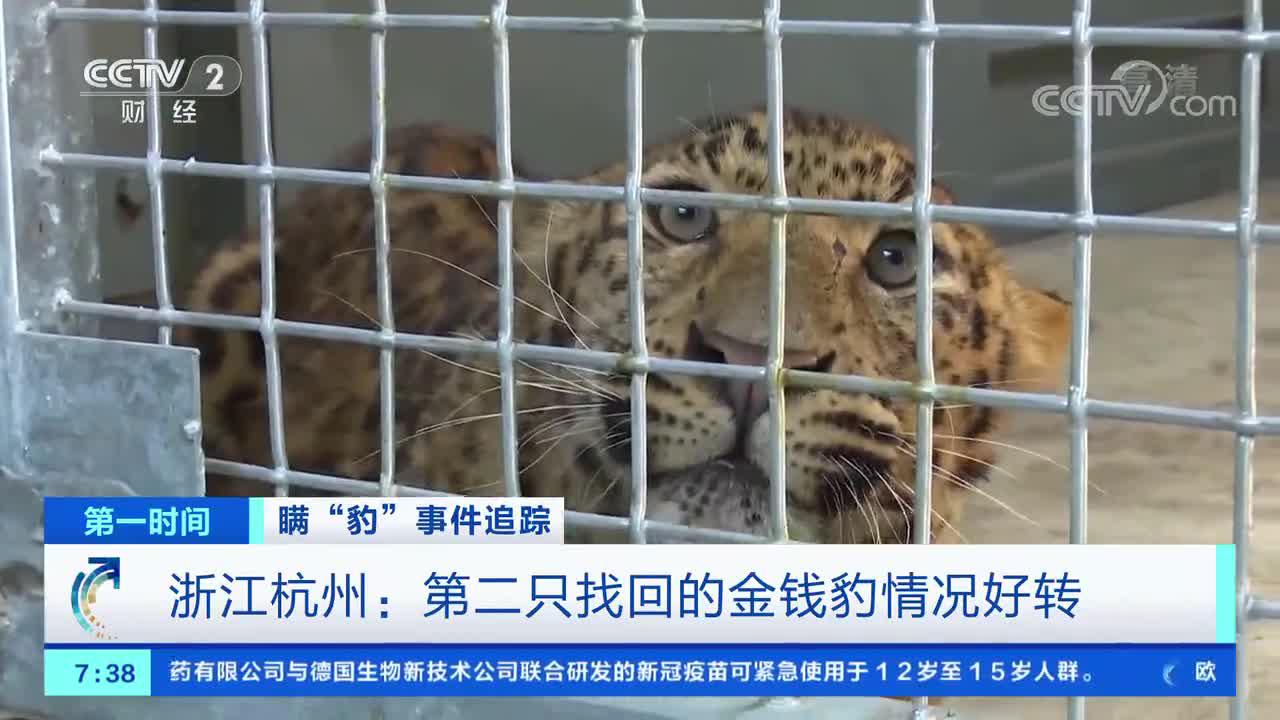 [第一时间]瞒“豹”事件追踪 浙江杭州：第二只找回的金钱豹情况好转