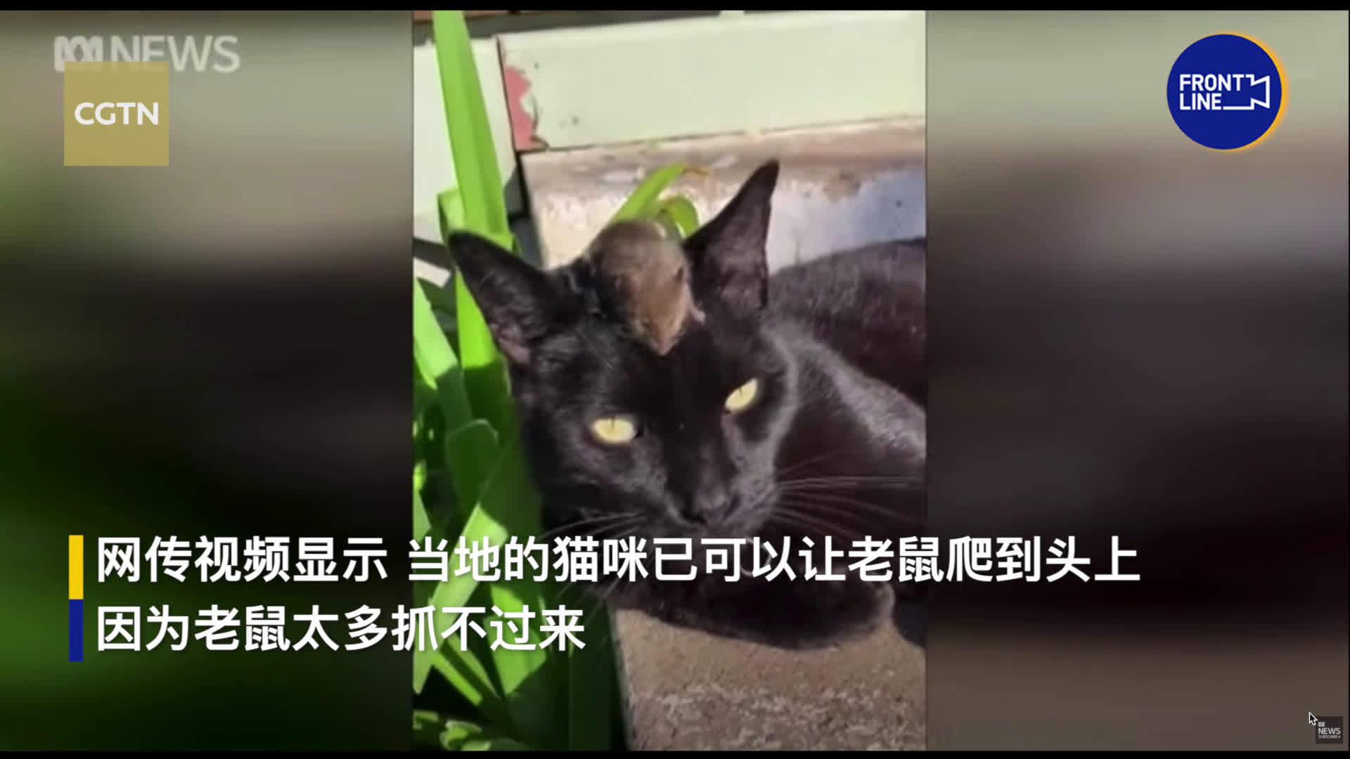 澳大利亚鼠灾持续5个月  州议员指责政府不作为