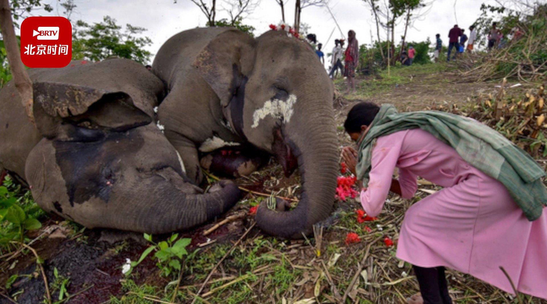 印度18头野生大象同时离奇死亡 尸体散落在森林各处