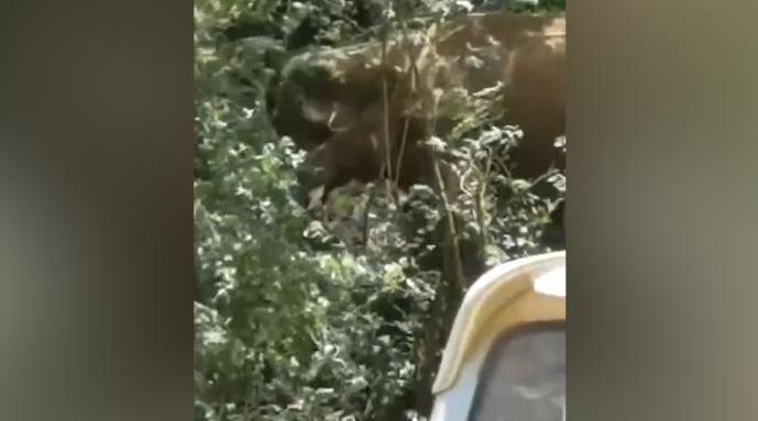 15头北上象群距昆明地界仅两三公里 象群探路警戒象疑为一头公象