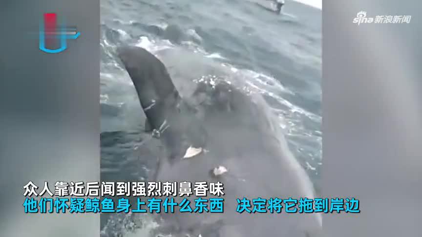 渔民捕鱼遇漂浮抹香鲸尸体，靠近后发出刺鼻香味，切开一看直呼发财