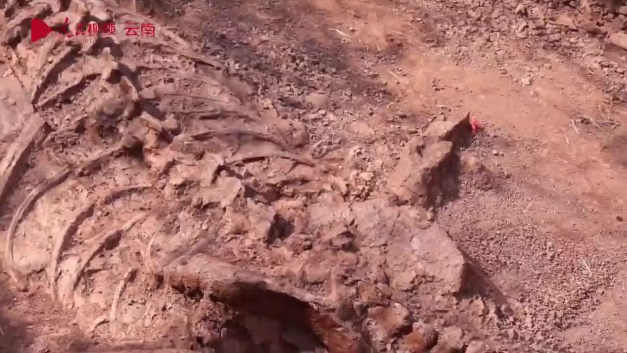 云南禄丰发现一具8米长恐龙化石 完整度超70%