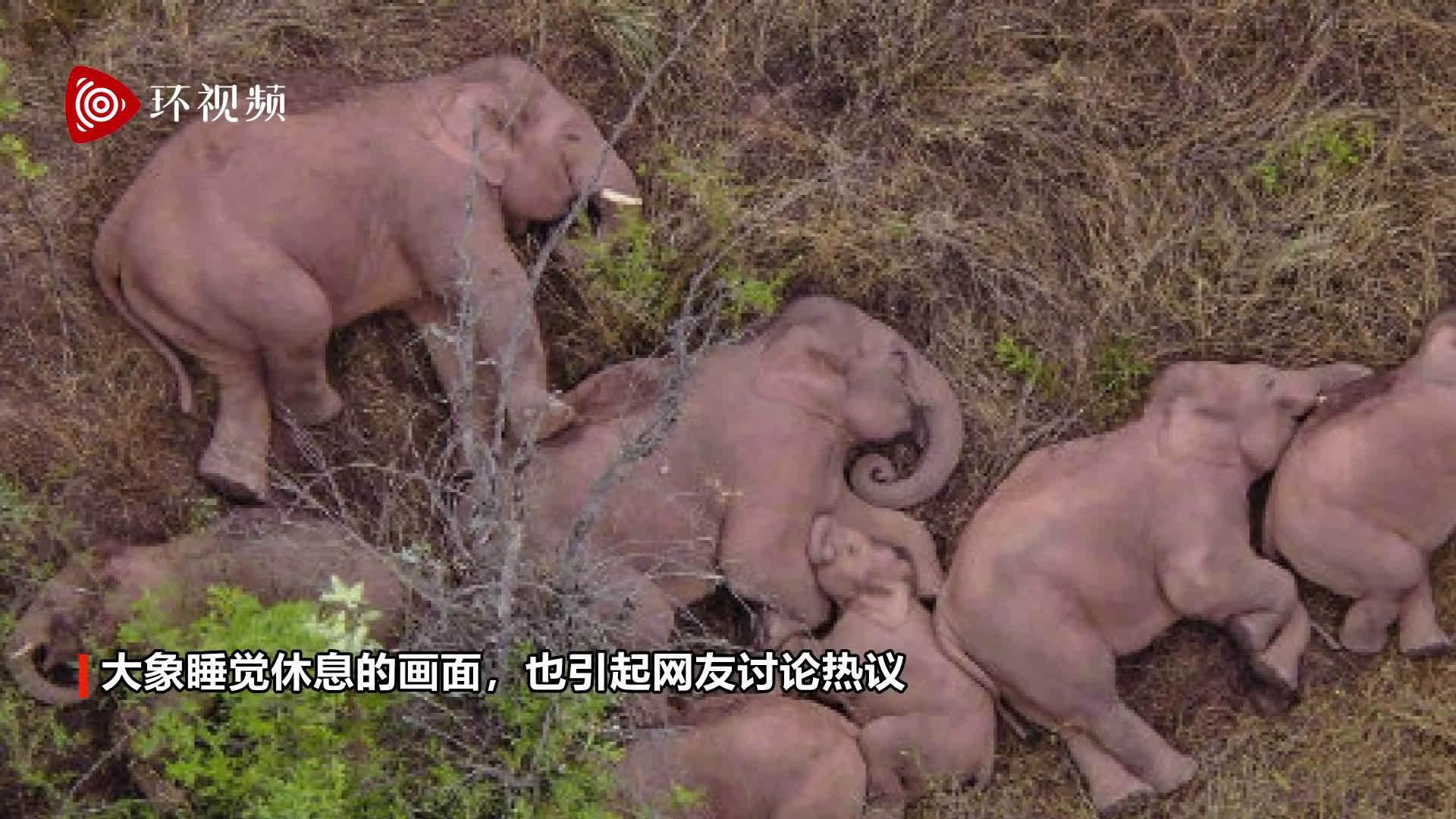 原来大象是这样睡觉的无人机拍下云南北迁象群睡觉休息画面