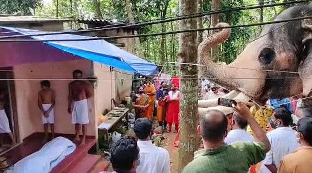 令人心碎！印度一头大象步行两小时参加驯兽师葬礼向其致敬