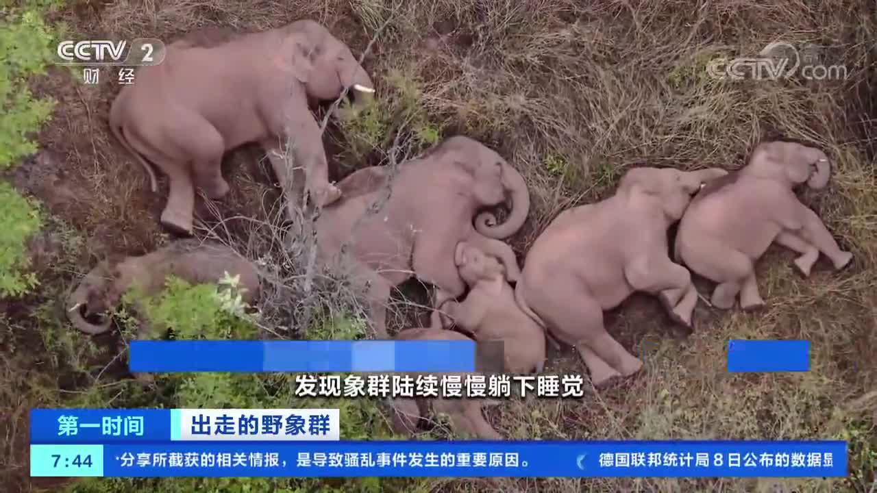 [第一时间]出走的野象群 云南:萌化了 小象挤在大象中间睡觉