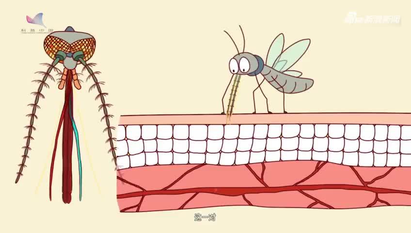 看小视频get蚊子为何爱给你“发红包”