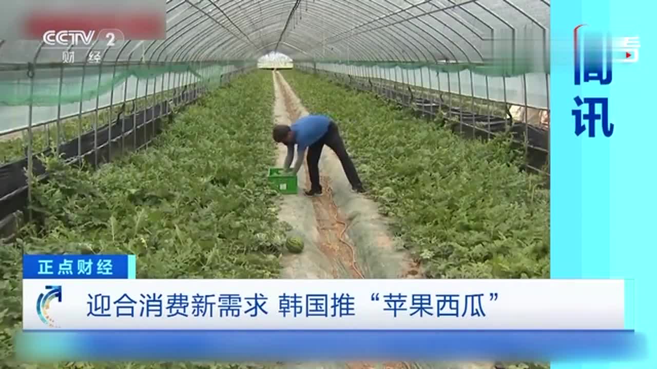 韩国推“苹果西瓜”迎合消费新需求