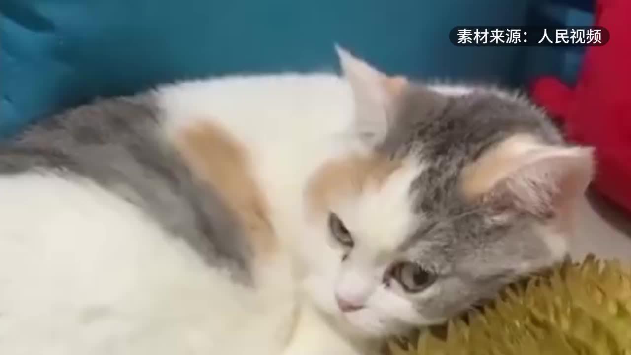 猫咪枕榴莲睡大觉，网友：怪不得叫金枕榴莲