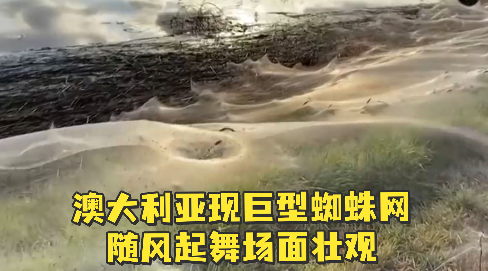 澳大利亚现巨型蜘蛛网 随风起舞场面壮观