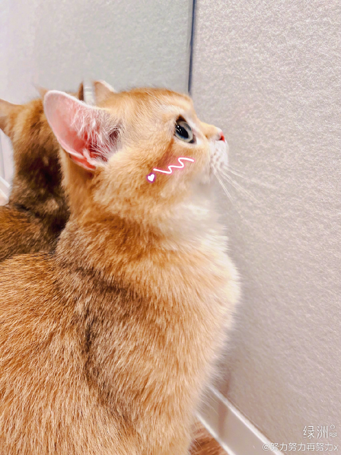 张艺兴晒猫咪"萝卜"可爱侧颜照