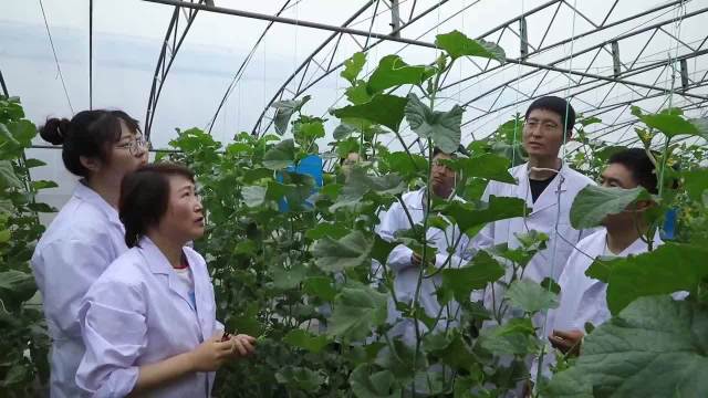 女教授用农业废弃物种出优质甜瓜 装袋里栽培 克服病害无烂瓜 手机新浪网