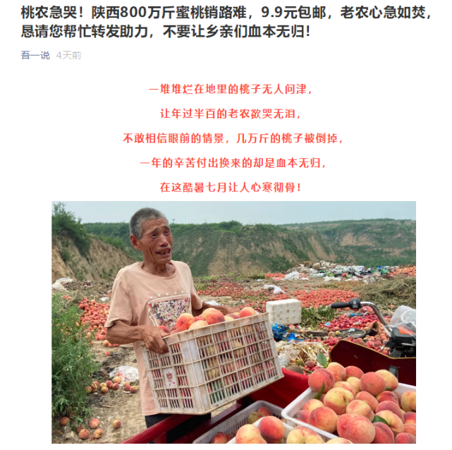 陕西800万斤水蜜桃滞销 官方 系虚假营销 手机新浪网