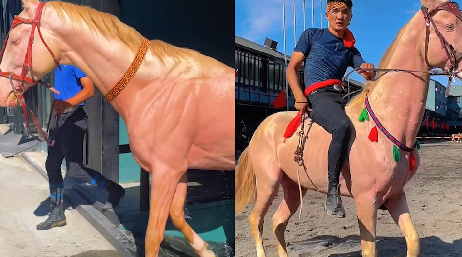 网友实拍汗血宝马出浴:阳光下通体粉色威风凛凛 皮薄毛细让人赞叹