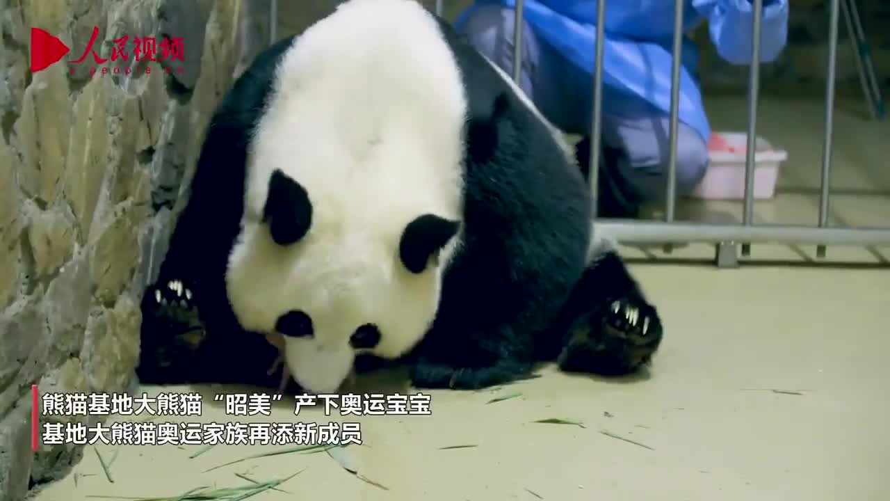 迎奥运!成都大熊猫"昭美"平安产下奥运宝宝