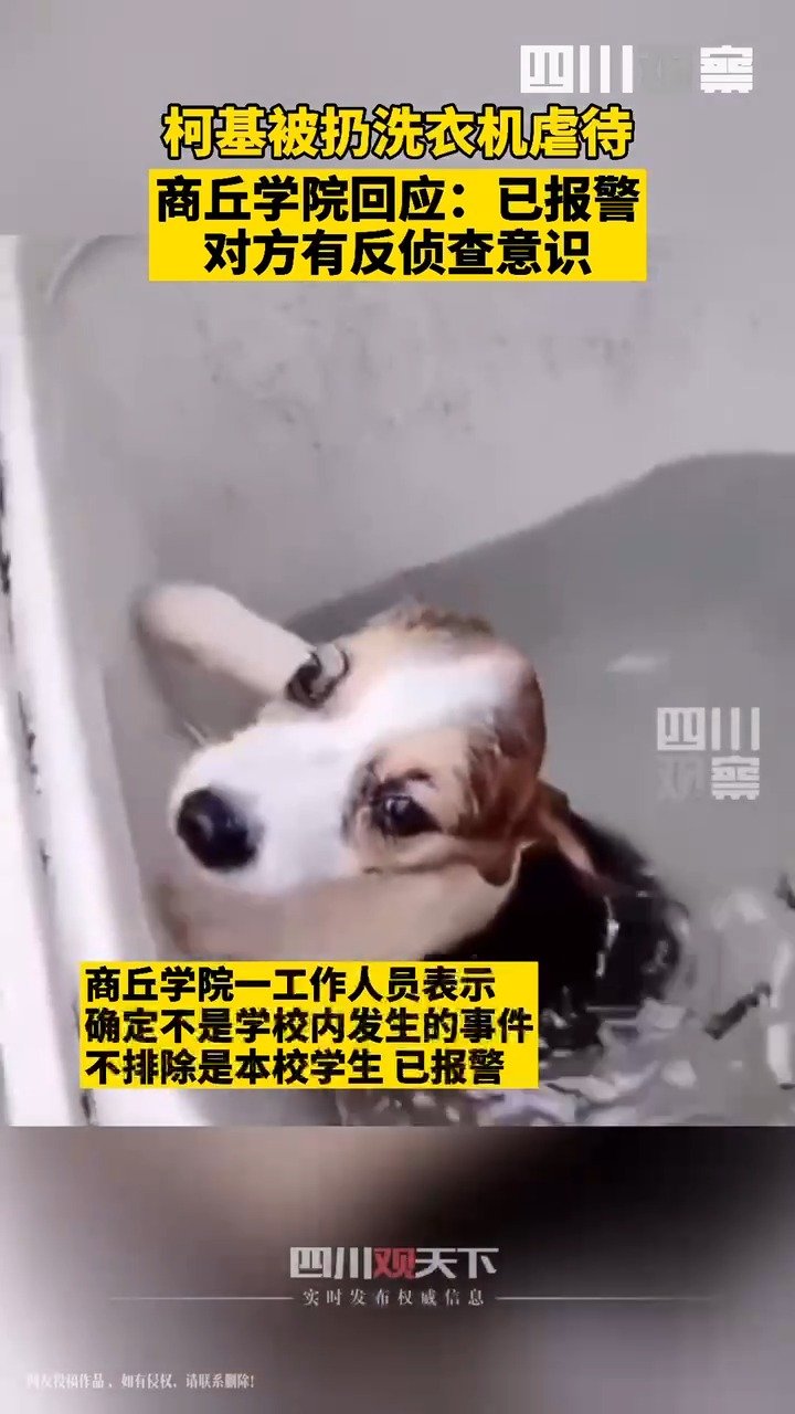 河南商丘学院回应洗衣机虐狗事件:已报警 不确定是否为本校学生