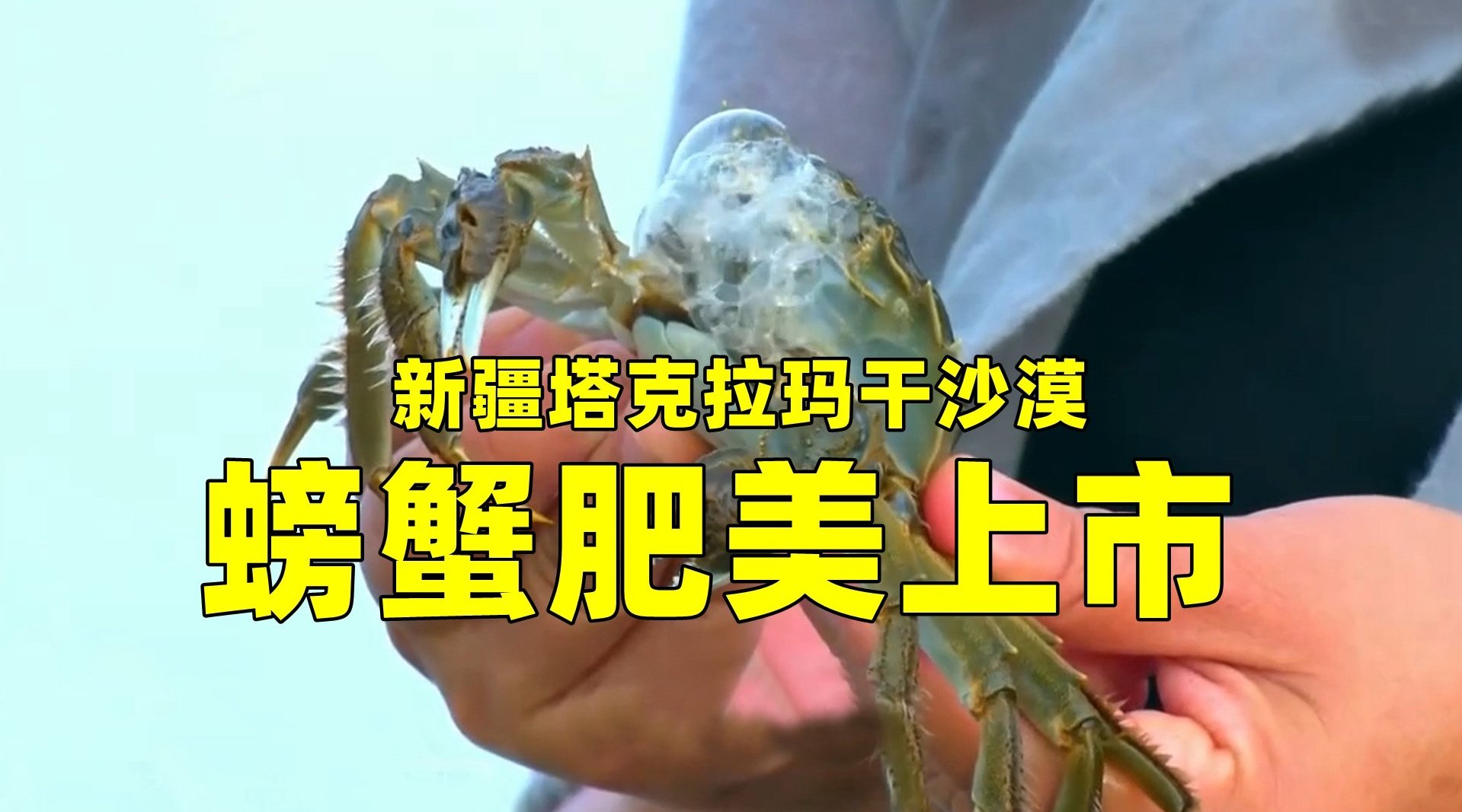 新疆塔克拉玛干沙漠 螃蟹肥美上市