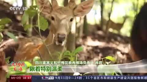 走进乡村看小康丨高颜值高价值村里来了梅花鹿 手机新浪网
