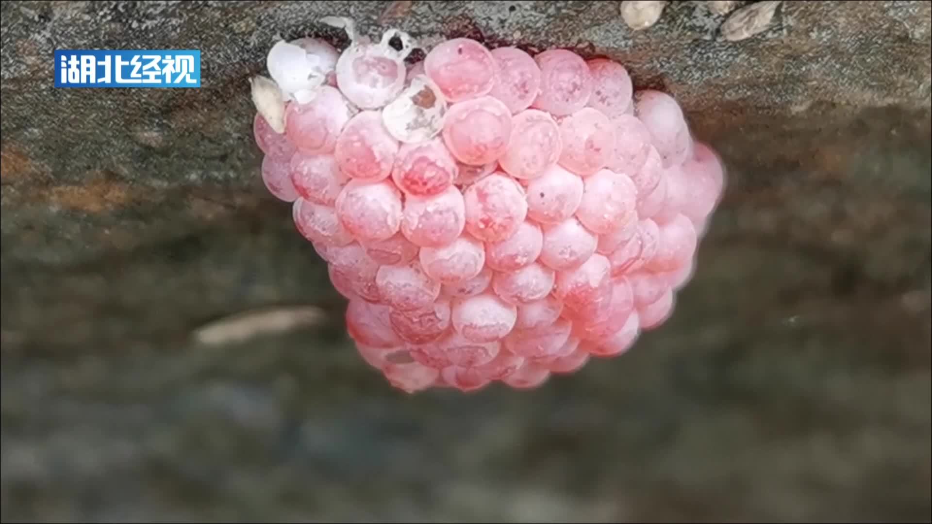 武汉一公园河边发现大量福寿螺卵体 专家:属于外来入侵物种