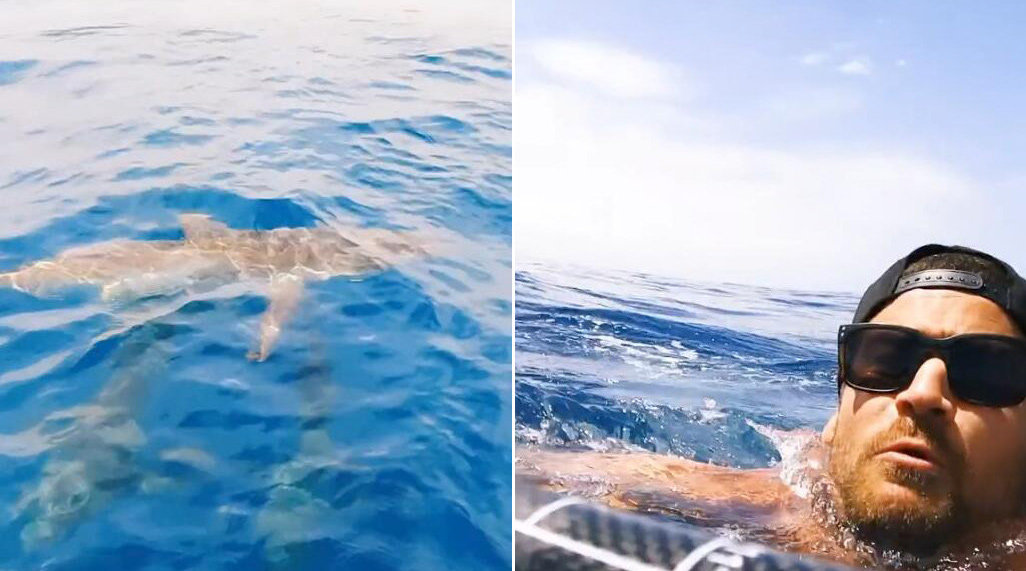 澳大利亚男子划桨时遇到鲨鱼 下一秒掉进海中被包围