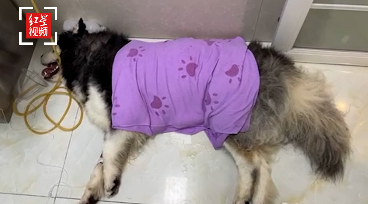 阿拉斯加犬洗澡烘干后中暑死亡 宠物店员工为证清白烘干箱内亲测 手机新浪网