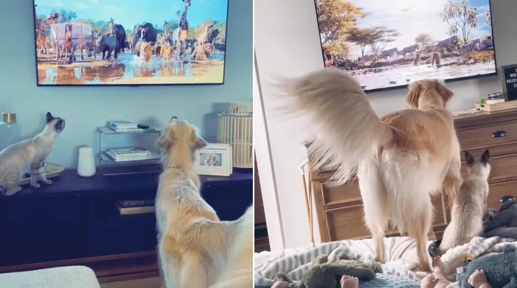 网友拍到自家猫咪和狗狗坐电视前看狮子王片段