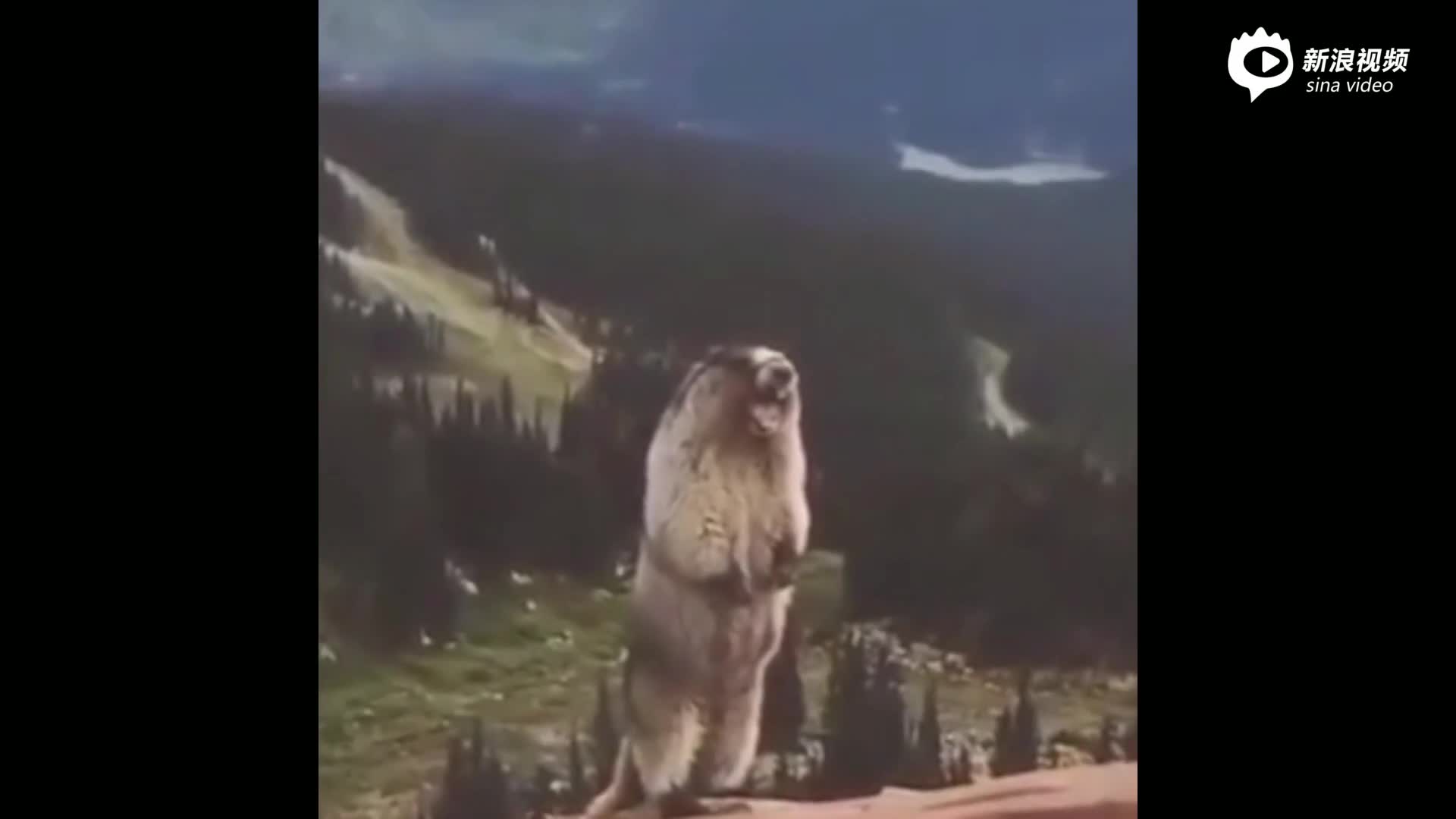 等长3号铁开球测评