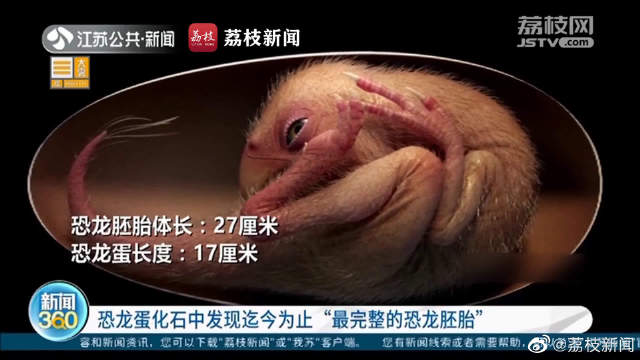 科学家发现全球迄今最完整恐龙胚胎：与现代鸟类的胚胎类似