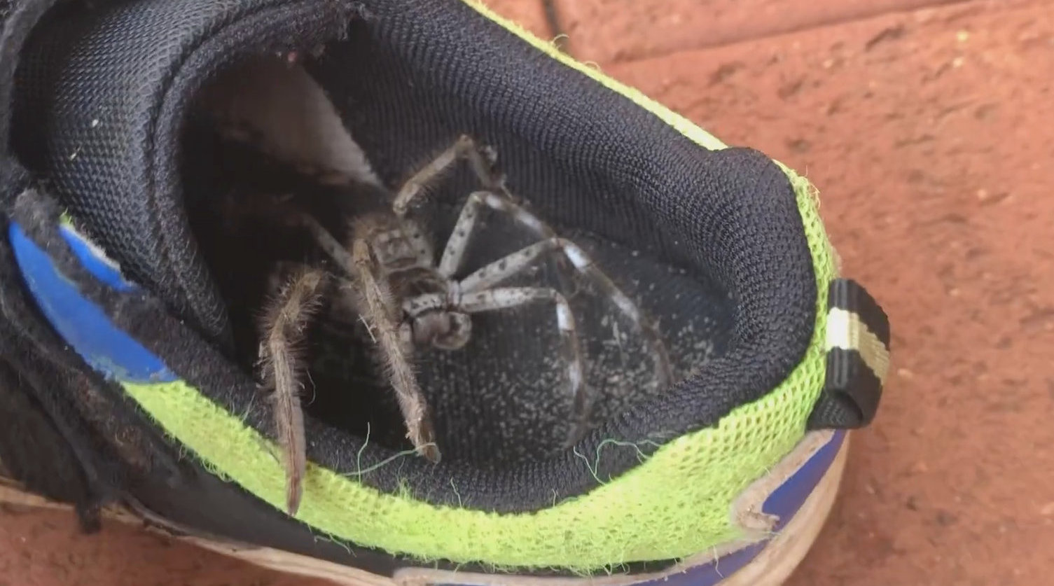 澳大利亚一母亲发现儿子鞋子里藏着巨大猎人蜘蛛_手机新浪网